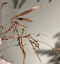 thumb_Ветка с длинными листьями, коричневая 97 см
